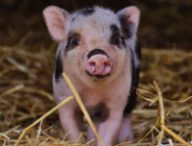 Un cochon. // Source : Pixabay (photo recadrée)