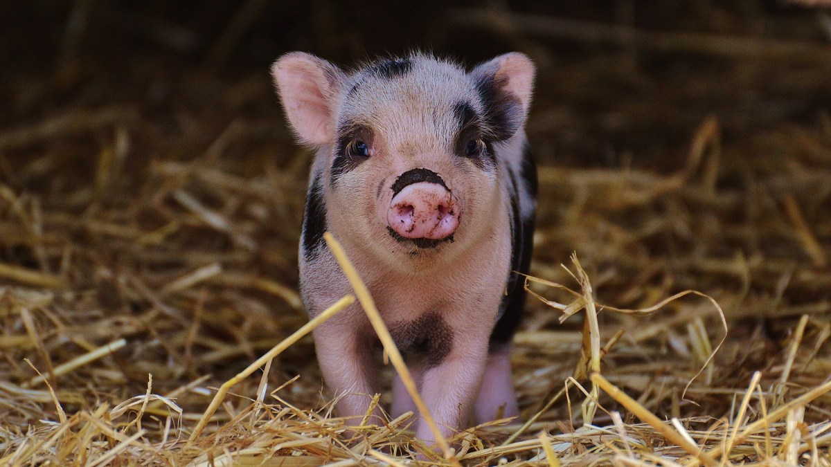 Un cochon. // Source : Pixabay (photo recadrée) Un cochon. // Source : Pixabay (photo recadrée)