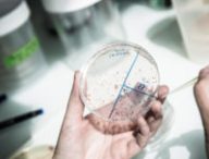 Une expérience de microbiologie. // Source : Flickr/CC/École polytechnique (photo recadrée)