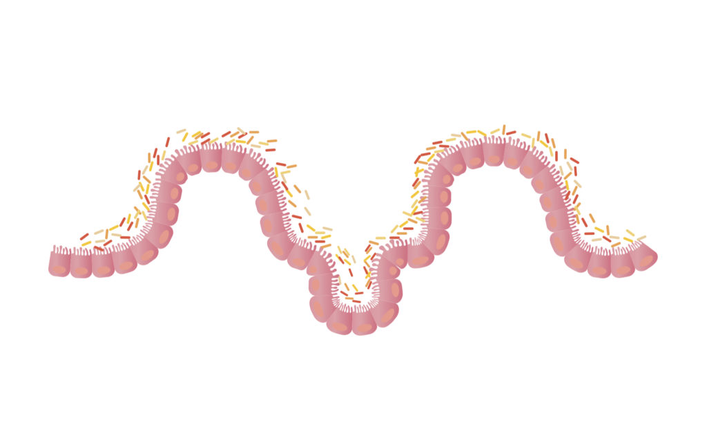 La flore intestinale. // Source : Pixabay (photo recadrée) La flore intestinale. // Source : Pixabay (photo recadrée)