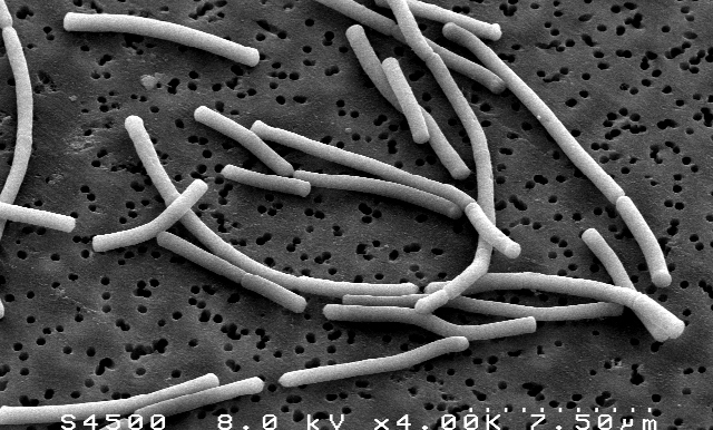 Lactobacillus delbrueckii // Source : Better Know a Microbe