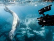 Notre Planète, sur Netflix // Source : Netflix