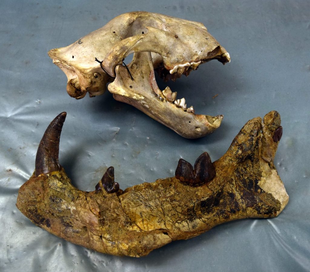 En haut, un lion. En bas, le Simbakubwa kutokaafrika. // Source : Université de l'Ohio En haut, un lion. En bas, le Simbakubwa kutokaafrika. // Source : Université de l'Ohio