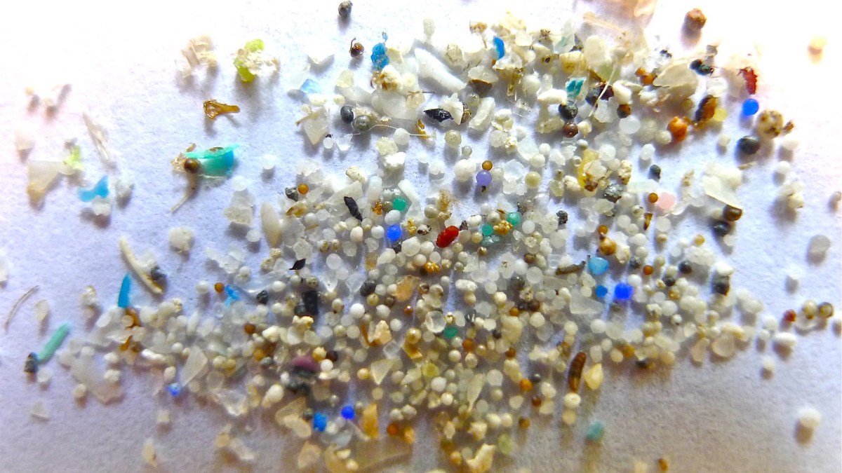 Des microplastiques. // Source : Flickr/CC/Oregon State University (photo recadrée)