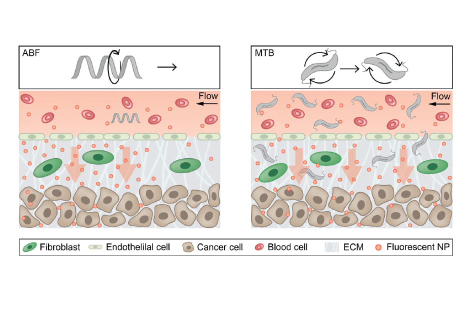 Le mini-robot aide à pousser les nanoparticules, à gauche. À droite, cette action est favorisée par des bactéries. // Source : MIT Le mini-robot aide à pousser les nanoparticules, à gauche. À droite, cette action est favorisée par des bactéries. // Source : MIT