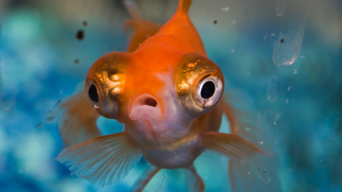 Un poisson d'avril. // Source : Flickr Un poisson d'avril. // Source : Flickr