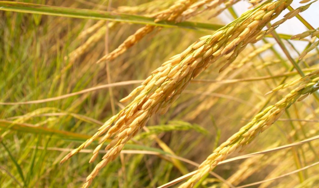 rice riz céréale rice riz céréale