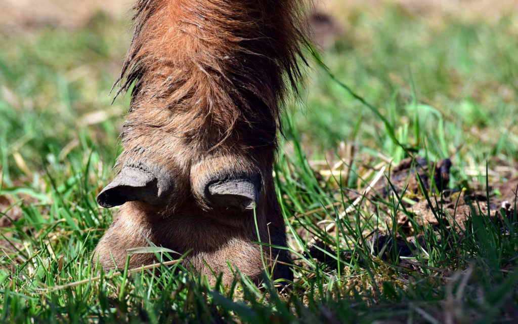 Le sabot d'un bovin. // Source : Pixabay (photo recadrée) Le sabot d'un bovin. // Source : Pixabay (photo recadrée)