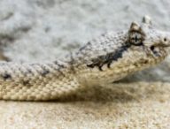 Un serpent. // Source : Max Pixel/CC0 Domaine public (photo recadrée)