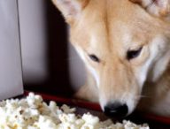 Un shiba qui fait de l'ASMR <3 // Source : Haru the shiba inu / YouTube