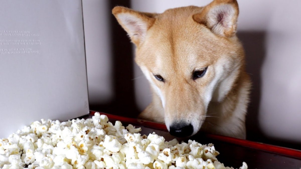 Un shiba qui fait de l'ASMR <3 // Source : Haru the shiba inu / YouTube Un shiba qui fait de l'ASMR <3 // Source : Haru the shiba inu / YouTube
