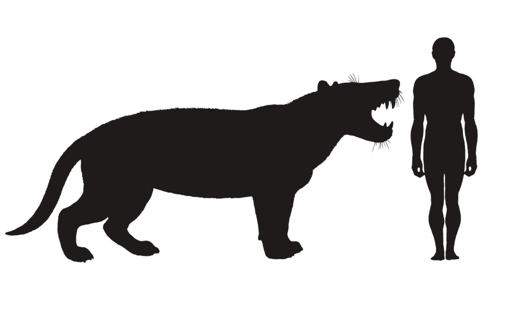 La taille du carnivore comparée à celle d'un humain. // Source : Université de l'Ohio La taille du carnivore comparée à celle d'un humain. // Source : Université de l'Ohio