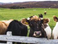 Des vaches. // Source : Pxhere/CC0 Domaine public (photo recadrée)