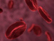 Des globules rouges dans le sang. // Source : Pixabay (photo recadrée)