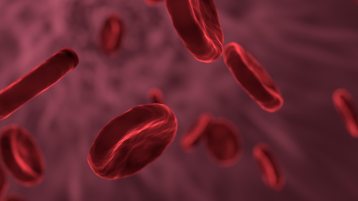 Des globules rouges dans le sang. // Source : Pixabay (photo recadrée) Des globules rouges dans le sang. // Source : Pixabay (photo recadrée)