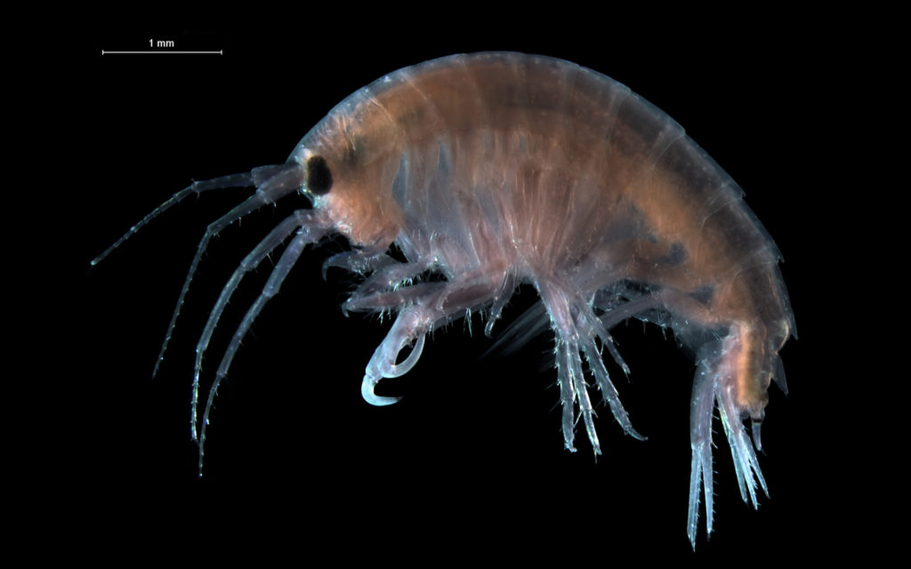Un amphipode. // Source : Wikimedia/CC/Hans Hillewaert (photo recadrée) Un amphipode. // Source : Wikimedia/CC/Hans Hillewaert (photo recadrée)