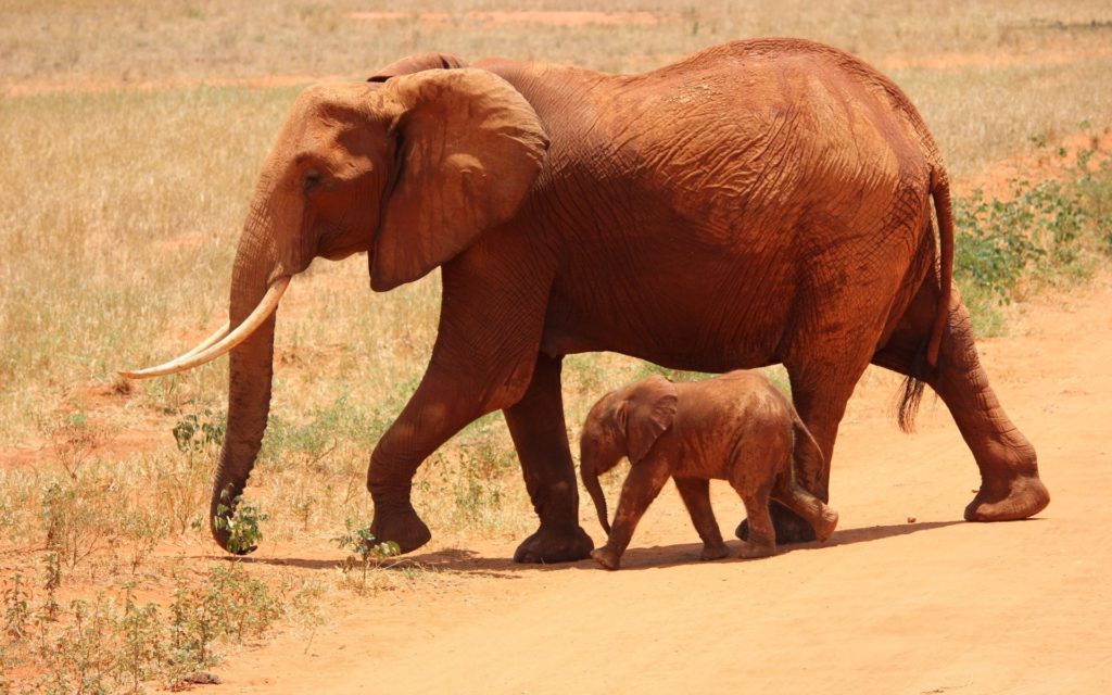 Des éléphants. // Source : Pexels (photo recadrée)