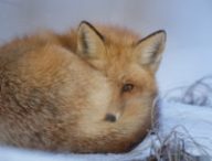 Un renard. // Source : Pixabay (photo recadrée)