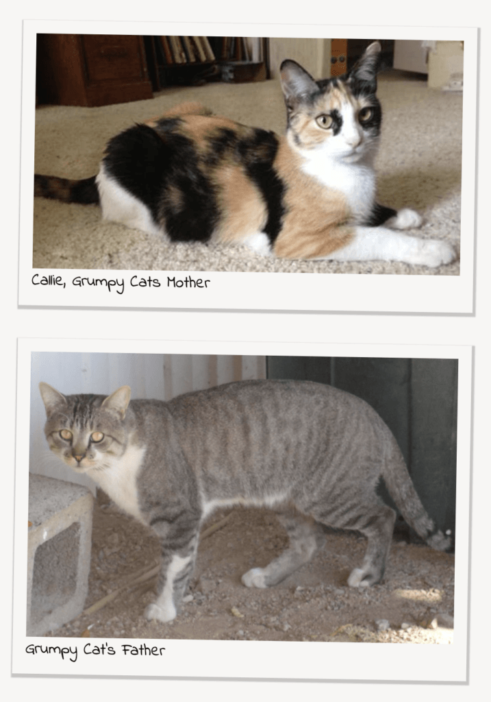 Les parents de Grumpy, ni nains, ni grincheux // Source : Grumpy Cats Les parents de Grumpy, ni nains, ni grincheux // Source : Grumpy Cats