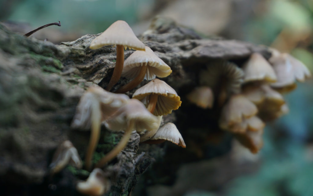 Des champignons dans une forêt. // Source : Pixabay (photo recadrée) Des champignons dans une forêt. // Source : Pixabay (photo recadrée)
