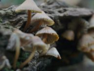 Des champignons dans une forêt. // Source : Pixabay (photo recadrée)
