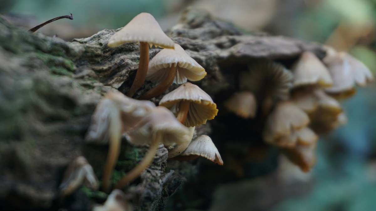 Des champignons dans une forêt. // Source : Pixabay (photo recadrée) Des champignons dans une forêt. // Source : Pixabay (photo recadrée)