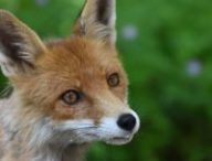 Un renard dans la zone protégée de Tchernobyl. // Source : Wiki Commons