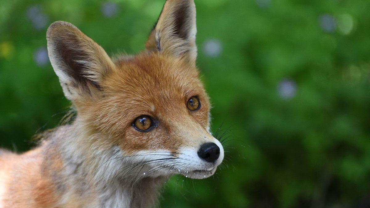 Un renard dans la zone protégée de Tchernobyl. // Source : Wiki Commons Un renard dans la zone protégée de Tchernobyl. // Source : Wiki Commons