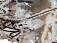 Un fossile de dinosaure. // Source : Wikimedia/CC/David W. E. Hone, Helmut Tischlinger, Xing Xu, Fucheng Zhang (photo recadrée)