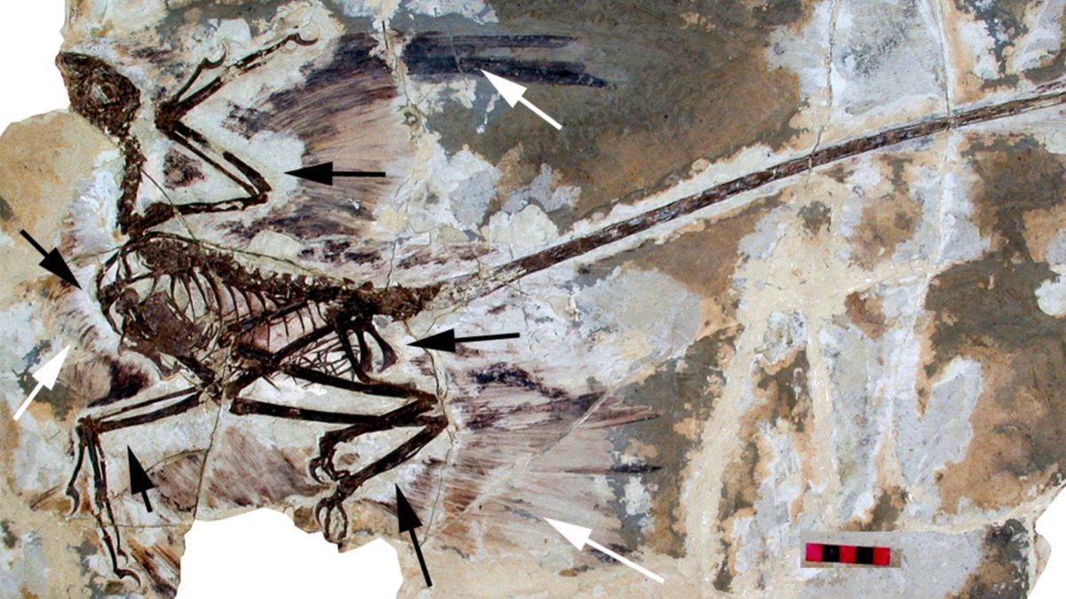 Un fossile de dinosaure. // Source : Wikimedia/CC/David W. E. Hone, Helmut Tischlinger, Xing Xu, Fucheng Zhang (photo recadrée) Un fossile de dinosaure. // Source : Wikimedia/CC/David W. E. Hone, Helmut Tischlinger, Xing Xu, Fucheng Zhang (photo recadrée)