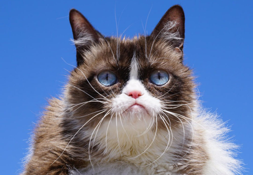 grumpy grumpy