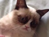 grumpy-une