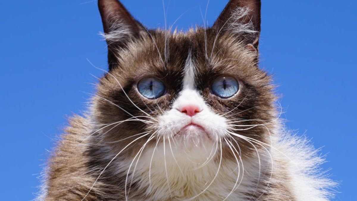 grumpy grumpy