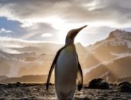 manchot linux