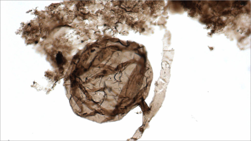 Les plus vieux champignons connus. // Source : Université de Liège Les plus vieux champignons connus. // Source : Université de Liège