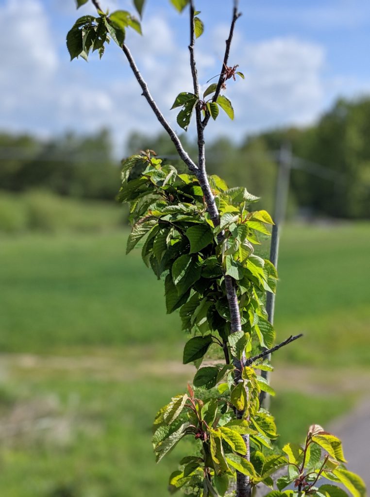 Photo avec le Pixel 3a de Google // Source : Julien Cadot pour Numerama Photo avec le Pixel 3a de Google // Source : Julien Cadot pour Numerama