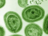 Une culture de Prochlorococcus. // Source : Flickr/Domaine public (photo recadrée)