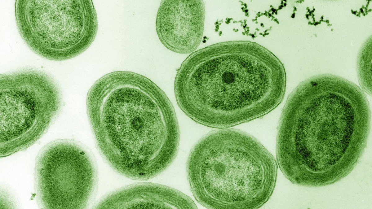 Une culture de Prochlorococcus. // Source : Flickr/Domaine public (photo recadrée) Une culture de Prochlorococcus. // Source : Flickr/Domaine public (photo recadrée)