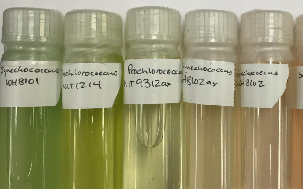 Des cultures de Prochlorococcus (dans les deuxième et troisième tube à gauche). // Source : Wikimedia/CC/Allison Coe (photo recadrée) Des cultures de Prochlorococcus (dans les deuxième et troisième tube à gauche). // Source : Wikimedia/CC/Allison Coe (photo recadrée)