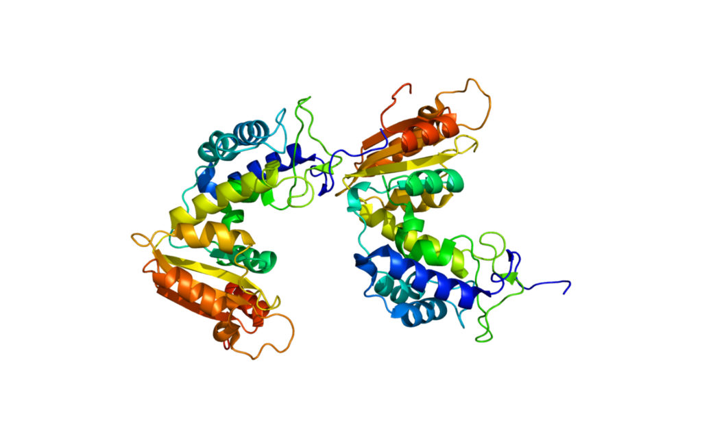 La protéine CD38. // Source : Wikimedia/CC/Emw La protéine CD38. // Source : Wikimedia/CC/Emw