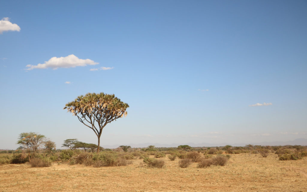 L'évolution du paysage a amené les ancêtres des humains à s'adapter. // Source : Pixabay (photo recadrée) L'évolution du paysage a amené les ancêtres des humains à s'adapter. // Source : Pixabay (photo recadrée)