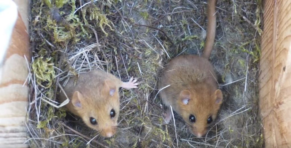Des souris à Tchernobyl. // Source : Salford University Des souris à Tchernobyl. // Source : Salford University