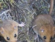 Des souris à Tchernobyl. // Source : Salford University