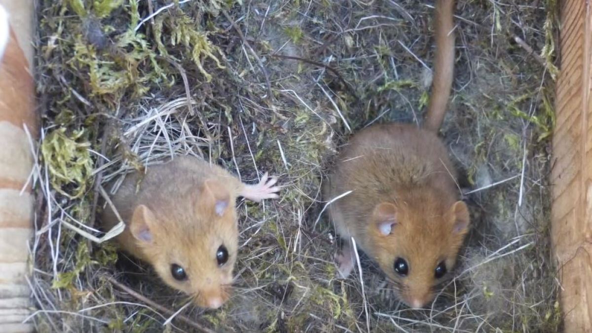 Des souris à Tchernobyl. // Source : Salford University Des souris à Tchernobyl. // Source : Salford University