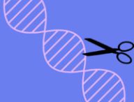 La technique du ciseau génétique CRISPR. // Source : Pixabay, montage Numerama