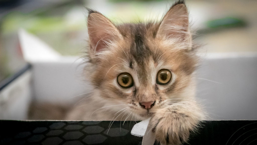 chat chaton animal chat chaton animal
