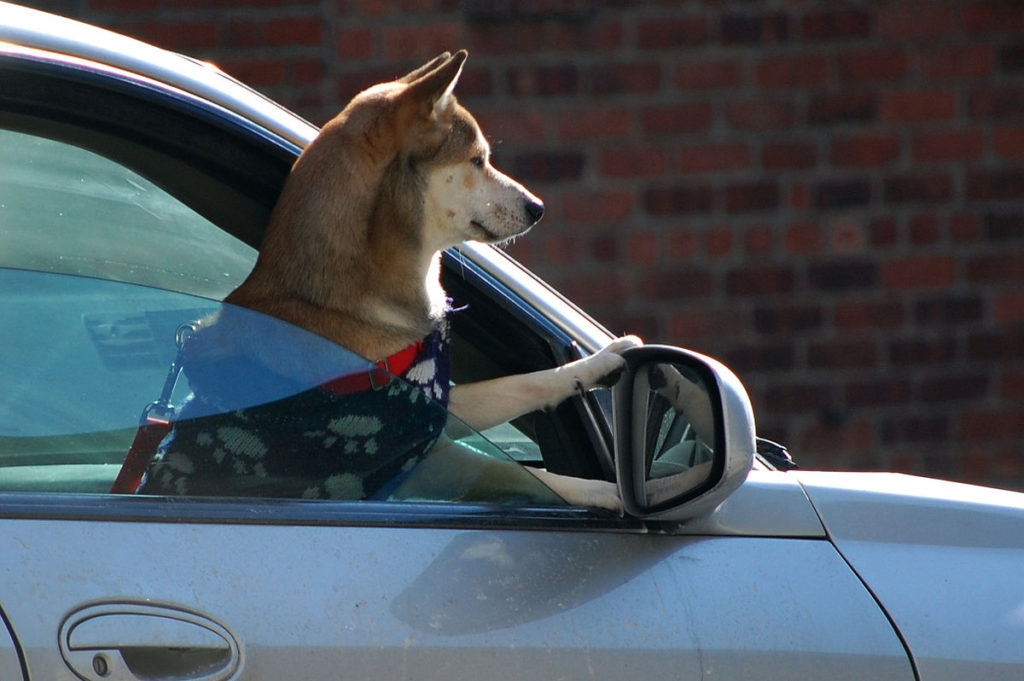 Ceci est un chien dans une voiture. // Source : Wiki Commons Ceci est un chien dans une voiture. // Source : Wiki Commons