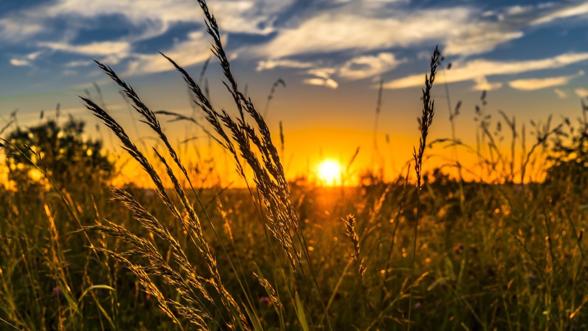 Ce 21 juin 2019, c'est l'été. // Source : Pxhere (photo recadrée) Ce 21 juin 2019, c'est l'été. // Source : Pxhere (photo recadrée)