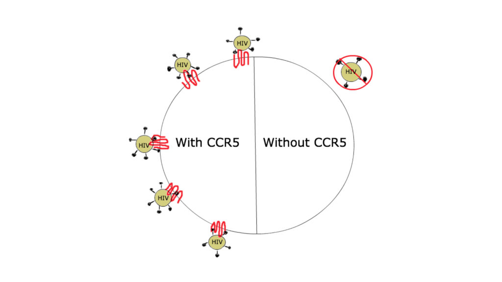 L'effet de la mutation du gène CCR5 sur l'immunité au VIH. // Source : Wikimedia/CC/Phamhh2 L'effet de la mutation du gène CCR5 sur l'immunité au VIH. // Source : Wikimedia/CC/Phamhh2