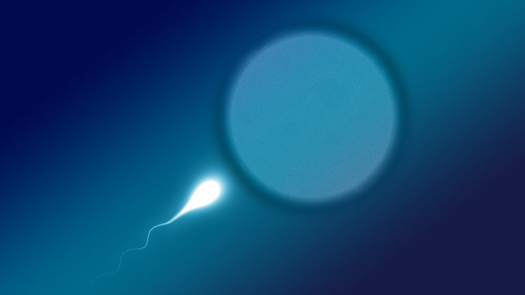 Un ovule et un spermatozoïde. // Source : Pixabay (photo recadrée) Un ovule et un spermatozoïde. // Source : Pixabay (photo recadrée)